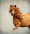 /album/galerie-photos/poney-alezan-jpg/